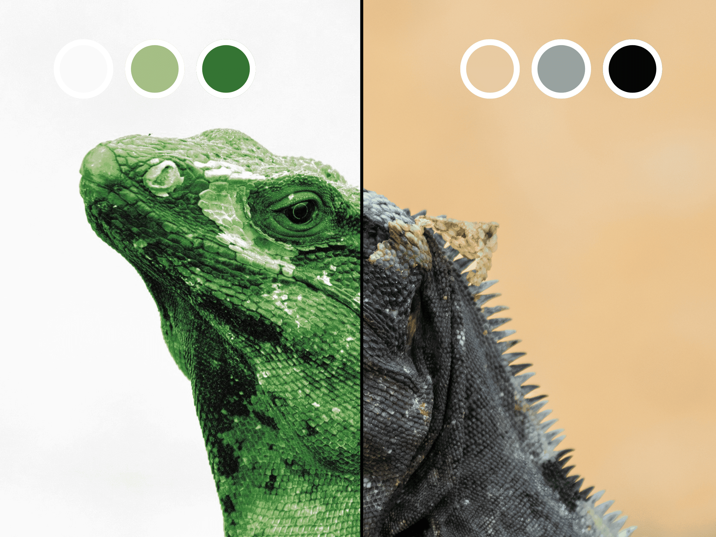 Larawan 1 ni Image Recolor